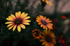 DSCF1410