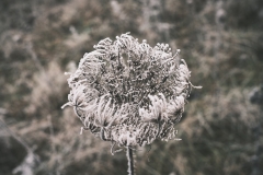 DSCF1671