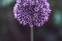 DSCF2287