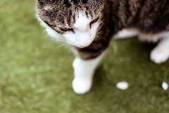 Animal